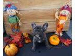 French Bulldog Puppy for sale in Aspen, CO, USA