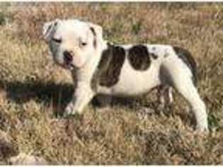 American Bulldog Puppy for sale in Rush Springs, OK, USA