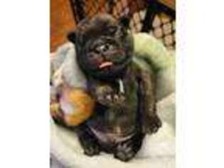 Pug Puppy for sale in Pipe Creek, TX, USA