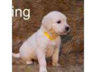 Golden Retriever Puppy for sale in Azle, TX, USA