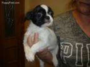 Pekingese Puppy for sale in Chicago, IL, USA