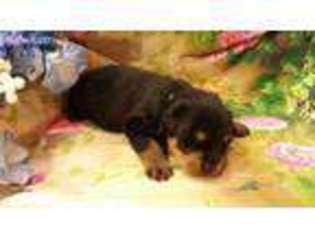 Rottweiler Puppy for sale in Swan Lake, NY, USA