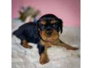 Cavalier King Charles Spaniel Puppy for sale in Somerset, WI, USA