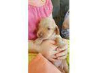 Dachshund Puppy for sale in Westphalia, KS, USA