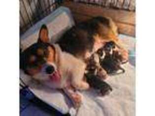 Pembroke Welsh Corgi Puppy for sale in San Diego, CA, USA