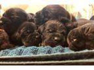 Cane Corso Puppy for sale in Three Rivers, MI, USA
