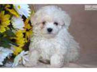 Maltese Puppy for sale in Lancaster, PA, USA