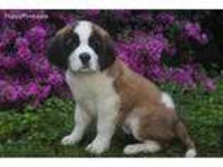 Saint Bernard Puppy for sale in Richfield, PA, USA