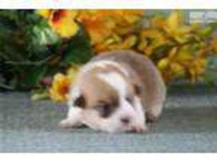 Pembroke Welsh Corgi Puppy for sale in Harrisburg, PA, USA