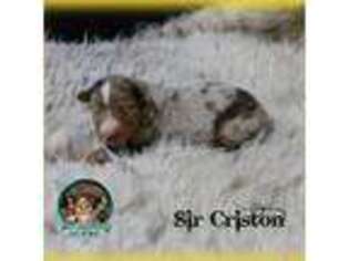 Miniature Australian Shepherd Puppy for sale in Anson, TX, USA