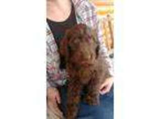 Labradoodle Puppy for sale in Raeford, NC, USA