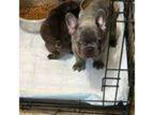 French Bulldog Puppy for sale in Guion, AR, USA