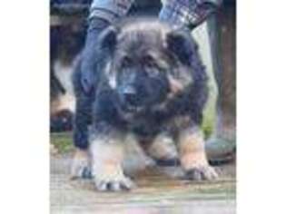 German Shepherd Dog Puppy for sale in Euclid, OH, USA