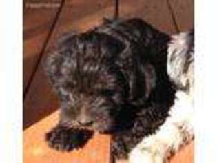 Schnoodle (Standard) Puppy for sale in Damascus, AR, USA