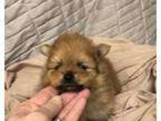 Pomeranian Puppy for sale in Alvarado, TX, USA