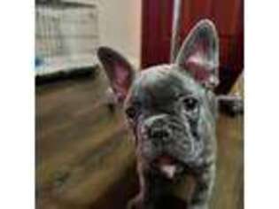 French Bulldog Puppy for sale in Imperial, CA, USA
