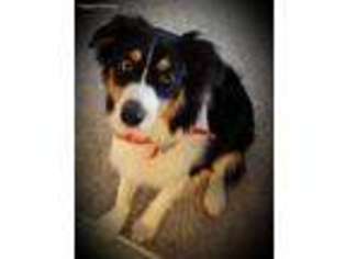 Australian Shepherd Puppy for sale in Chesterfield, MO, USA