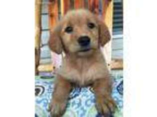 Golden Retriever Puppy for sale in Hartsville, TN, USA
