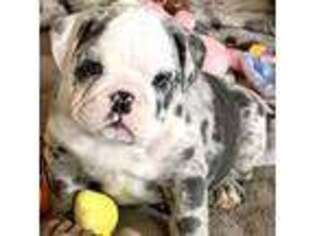 Bulldog Puppy for sale in San Antonio, TX, USA