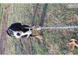 Greater Swiss Mountain Dog Puppy for sale in Springfield, MO, USA