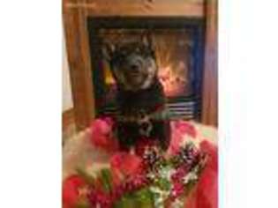 Shiba Inu Puppy for sale in Mifflinburg, PA, USA