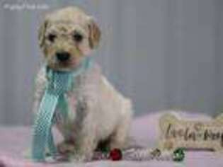 Goldendoodle Puppy for sale in Liberty, KY, USA