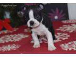 Boston Terrier Puppy for sale in Berlin, OH, USA