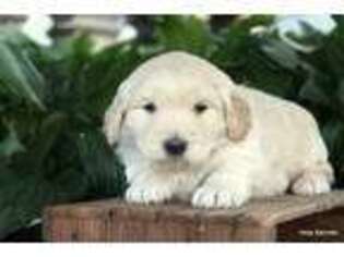 Goldendoodle Puppy for sale in Versailles, OH, USA