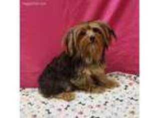 Yorkshire Terrier Puppy for sale in Alvin, TX, USA