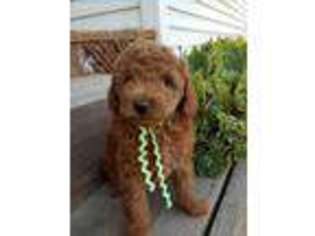 Goldendoodle Puppy for sale in Fremont, OH, USA