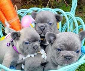 French Bulldog Puppy for sale in Salem, SC, USA