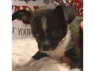 Chihuahua Puppy for sale in Benton, KY, USA