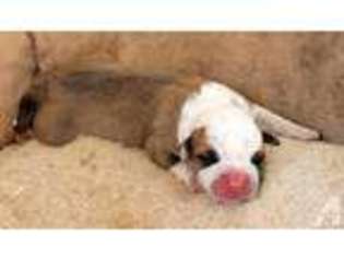 American Bulldog Puppy for sale in PILOT HILL, CA, USA