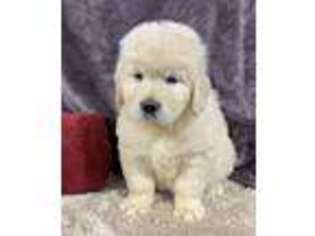 Golden Retriever Puppy for sale in Auburn, IN, USA