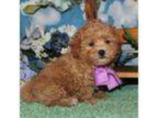 Mutt Puppy for sale in Rising City, NE, USA