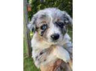 Miniature Australian Shepherd Puppy for sale in Blountsville, AL, USA