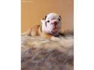 Bulldog Puppy for sale in Bakersfield, CA, USA