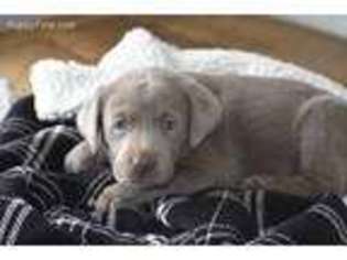 Labrador Retriever Puppy for sale in Atglen, PA, USA