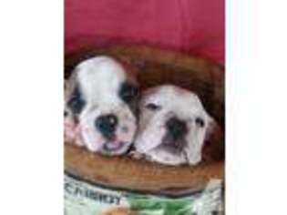 Bulldog Puppy for sale in RED SPRINGS, NC, USA