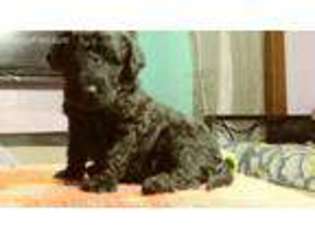 Labradoodle Puppy for sale in Tingley, IA, USA