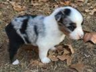 Miniature Australian Shepherd Puppy for sale in Marlow, OK, USA