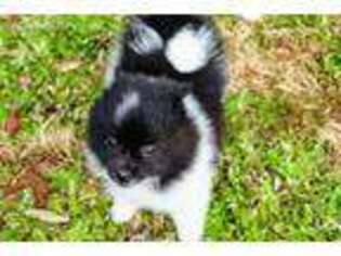 Pomeranian Puppy for sale in Ball Ground, GA, USA