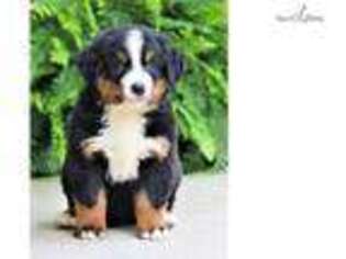 Bernese Mountain Dog Puppy for sale in Bowling Green, KY, USA