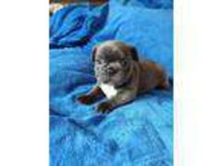 French Bulldog Puppy for sale in Rockville, MD, USA