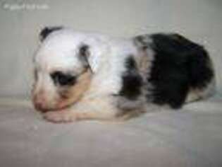 Miniature Australian Shepherd Puppy for sale in Sheldon, WI, USA