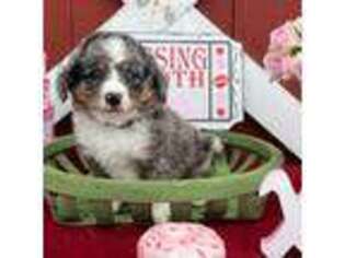 Mutt Puppy for sale in Greenfield, MA, USA
