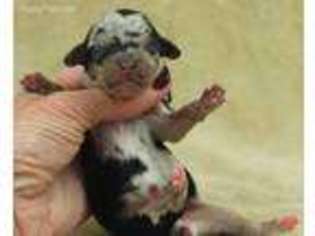 Pembroke Welsh Corgi Puppy for sale in Gilmer, TX, USA