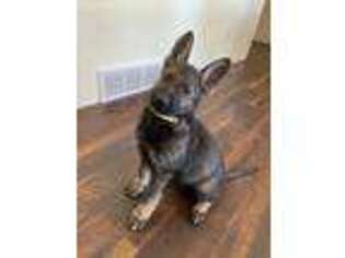 German Shepherd Dog Puppy for sale in Nine Mile Falls, WA, USA