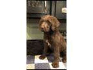 Labradoodle Puppy for sale in Flora, IL, USA