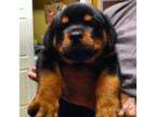 Rottweiler Puppy for sale in HIALEAH, FL, USA